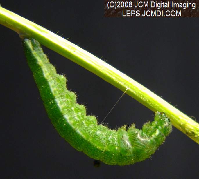 A Pre-Pupa Sara Orange-Tip butterfly caterpillar suspended by silken loop and button n preparation for pupation.